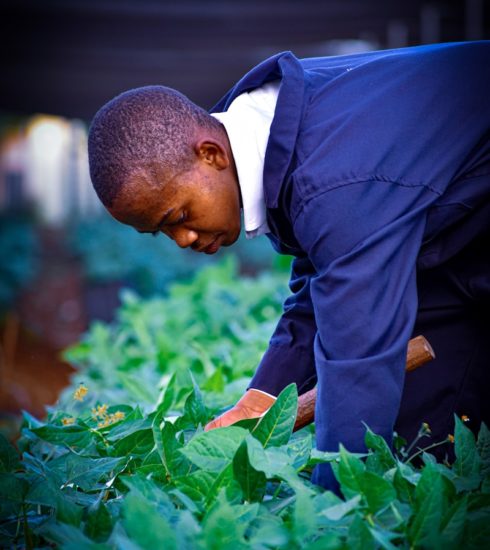 a person looking at a plant
