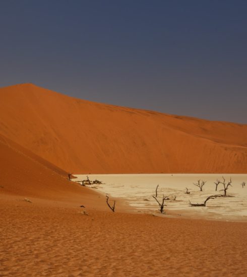 a group of dead trees sitting in the middle of a desert